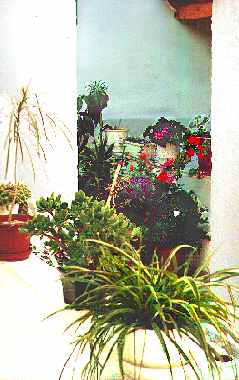 the yard